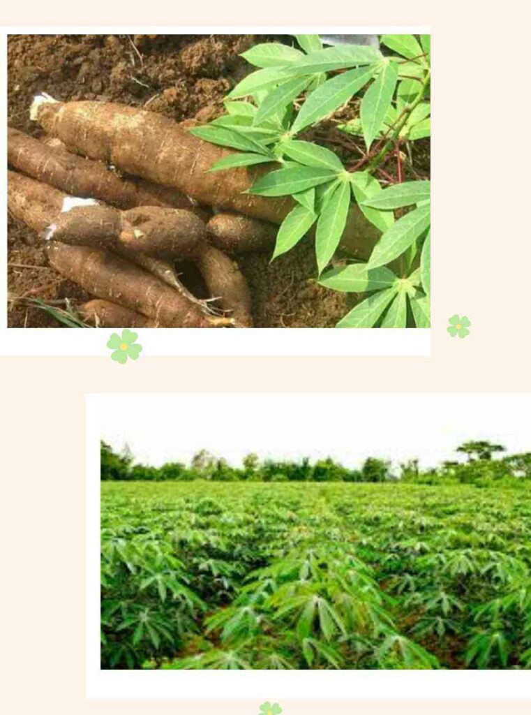 Botanical name of cassava